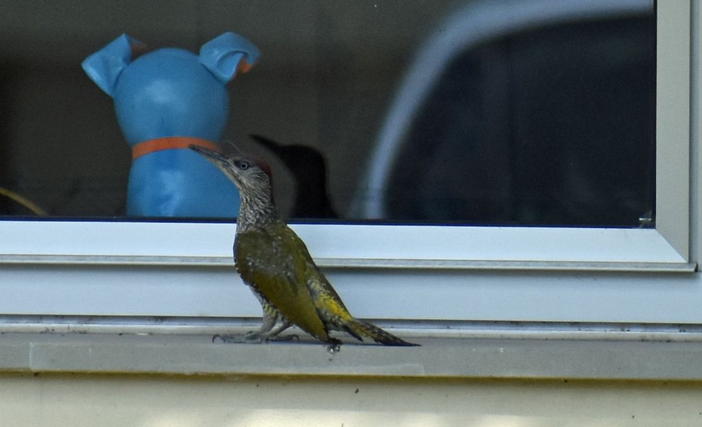 Picchio verde (Picus viridis)